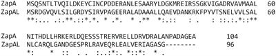 A Novel Z-Ring Associated Protein ZapA-Like Protein (PA5407) From Pseudomonas aeruginosa Promotes FtsZ to Form Double Filaments